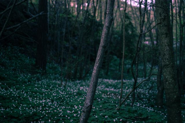 a forest with white flowers - Download Free Stock Photos Pikwizard.com