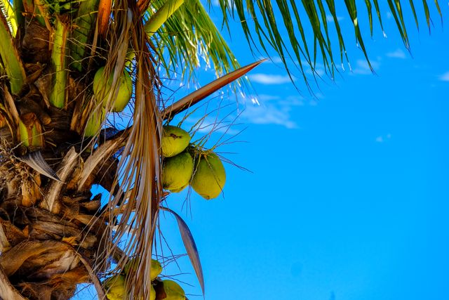 Blue sky clear sky coconut coconut tree - Download Free Stock Photos Pikwizard.com