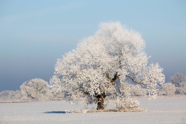 a tree covered in frost - Download Free Stock Photos Pikwizard.com