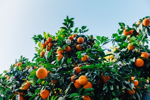 Orange Round Citrus Fruit Under Blue Sky - Download Free Stock Photos Pikwizard.com
