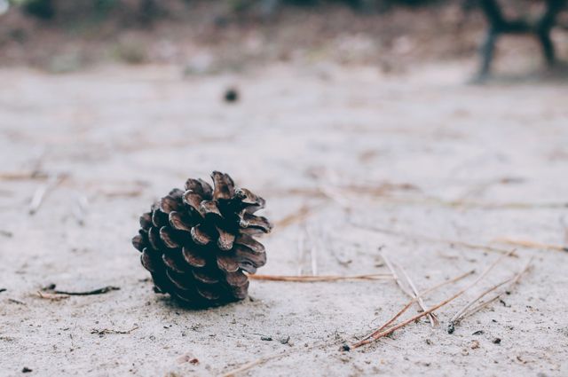 Fir cone -Shift in popularity in favor of asymmetrical layouts - Image