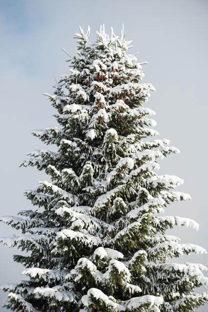 Snow covered tree in winter - Download Free Stock Photos Pikwizard.com