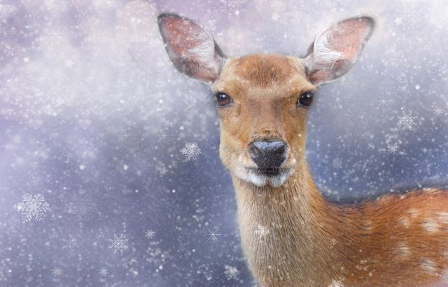 Close-up Portrait of Deer on Snow - Download Free Stock Photos Pikwizard.com