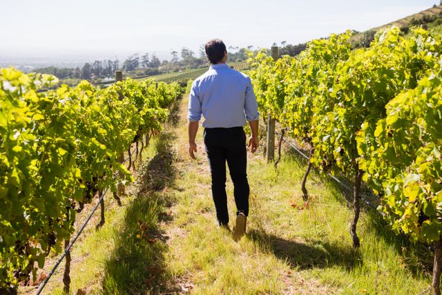 Rear view of vintner walking in vineyard - Download Free Stock Photos Pikwizard.com