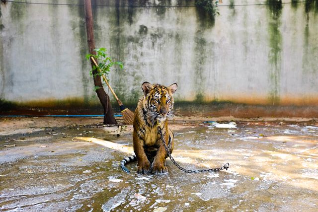 Tiger With Chain on Neck Sitting on Ground With Water during Daytime - Download Free Stock Photos Pikwizard.com