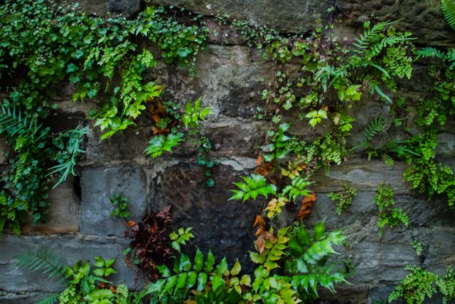 Ivy growing on wall - Download Free Stock Photos Pikwizard.com