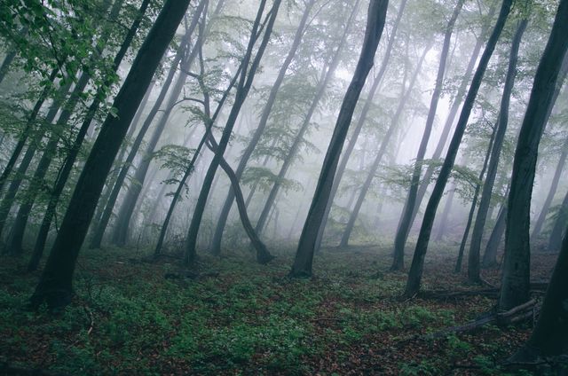 a forest with trees in the fog - Download Free Stock Photos Pikwizard.com