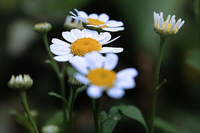 Flower Daisy Chamomile - Download Free Stock Photos Pikwizard.com