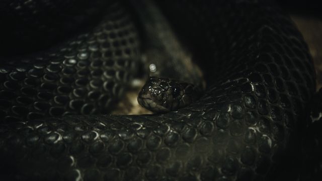 Diamondback Snake Rattlesnake - Download Free Stock Photos Pikwizard.com
