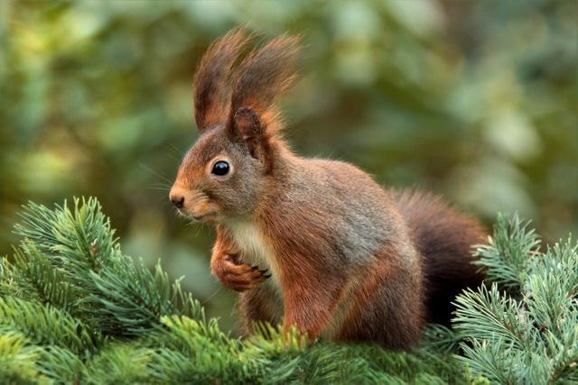 a squirrel sitting on a tree branch - Download Free Stock Photos Pikwizard.com