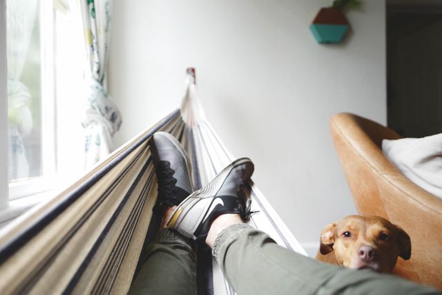 Brown Pit Bull Dog Leaning Head on Mans Legs Wearing Grey Pants Laying in Hammock - Download Free Stock Photos Pikwizard.com