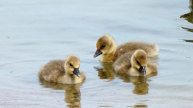 three baby ducks - Download Free Stock Photos Pikwizard.com