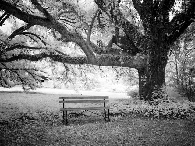 Bench in Park - Download Free Stock Photos Pikwizard.com