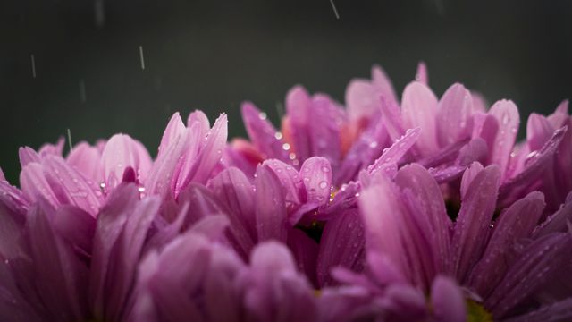 Purple Flower With Rain Drops - Download Free Stock Photos Pikwizard.com