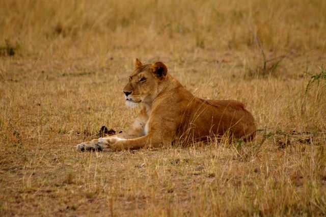 a lion laying in the grass - Download Free Stock Photos Pikwizard.com
