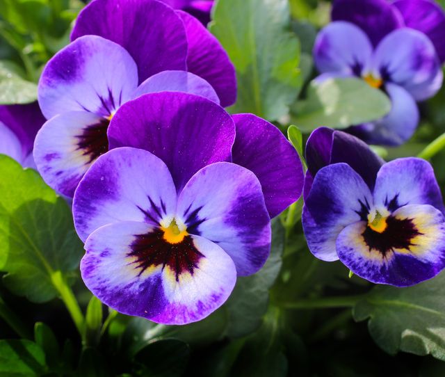 Purple 3 Petaled Flower - Download Free Stock Photos Pikwizard.com