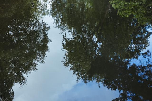 Reflection of trees in river - Download Free Stock Photos Pikwizard.com