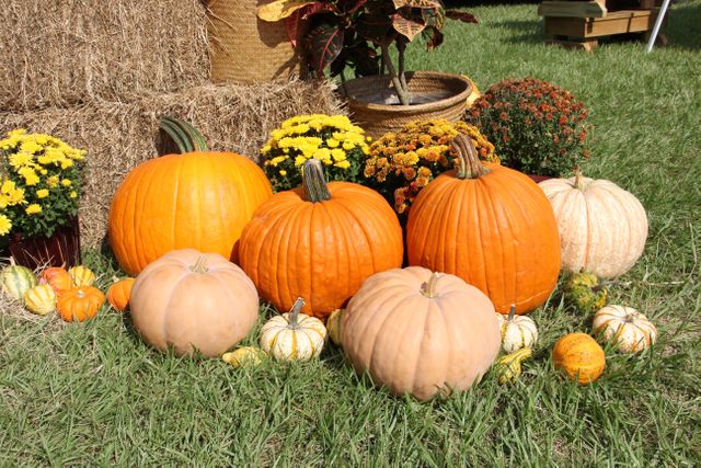 Fall gourds halloween pumpkins - Download Free Stock Photos Pikwizard.com