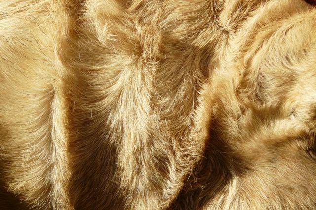 Animal beige cuddly detail - Download Free Stock Photos Pikwizard.com