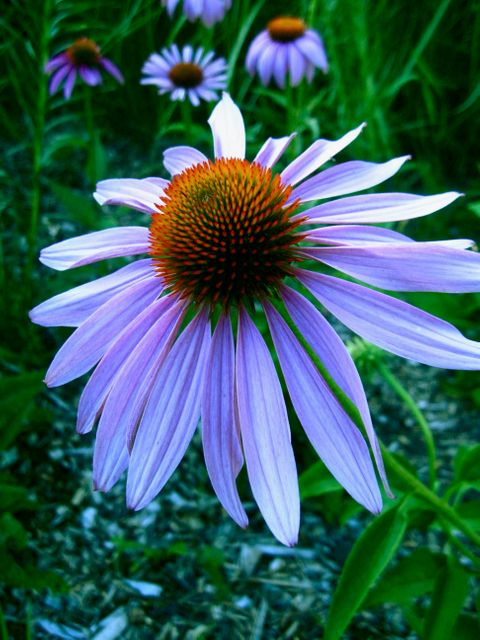 Close-up of Purple Coneflower Blooming Outdoors - Download Free Stock Photos Pikwizard.com