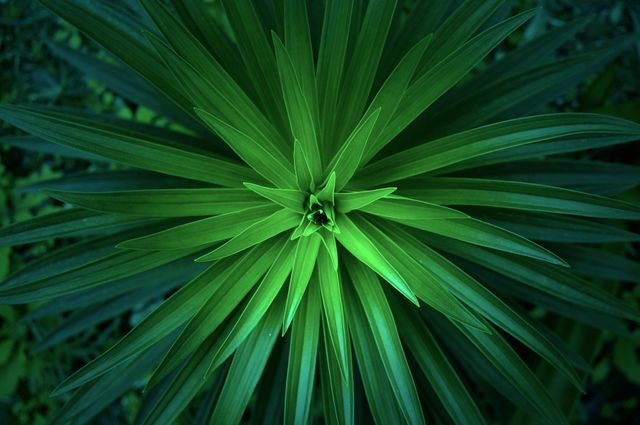 Close Up Photo of Green Linear Plant - Download Free Stock Photos Pikwizard.com