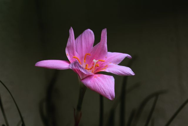 Flower Pink Petal - Download Free Stock Photos Pikwizard.com