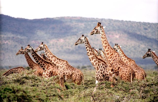 Group of Giraffe Surrounded by the Green Trees - Download Free Stock Photos Pikwizard.com