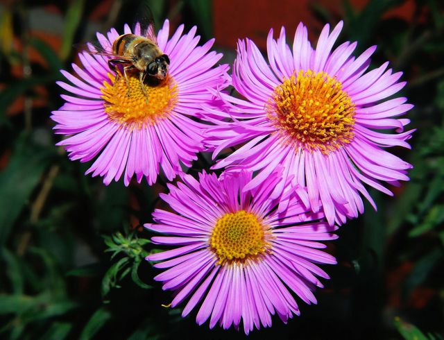 3 Pink Clustered Flowers in Close Up Shots - Download Free Stock Photos Pikwizard.com