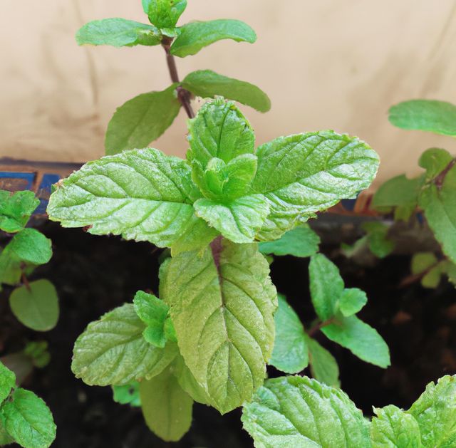 Image of close up of fresh green leaves mint plant growing in plant pot - Download Free Stock Photos Pikwizard.com