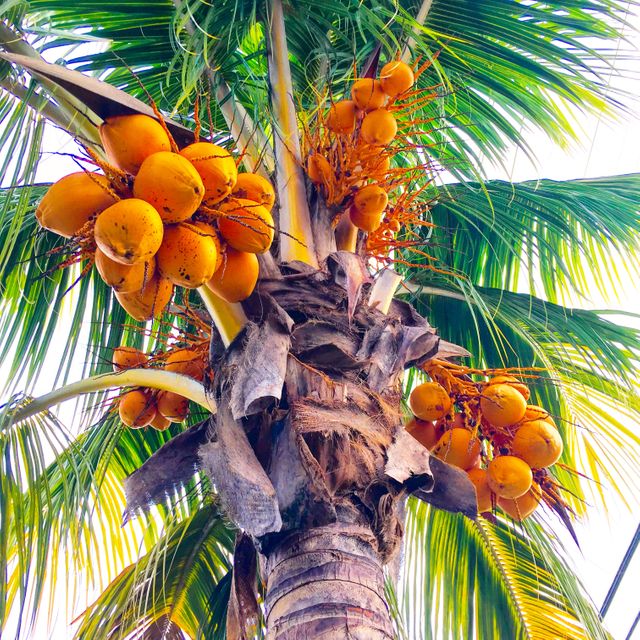 Coconut coconut tree coconut trees coconuts - Download Free Stock Photos Pikwizard.com