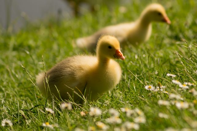 Chicks Ducks - Download Free Stock Photos Pikwizard.com