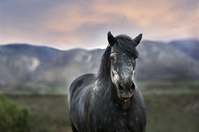 a horse standing in the field - Download Free Stock Photos Pikwizard.com