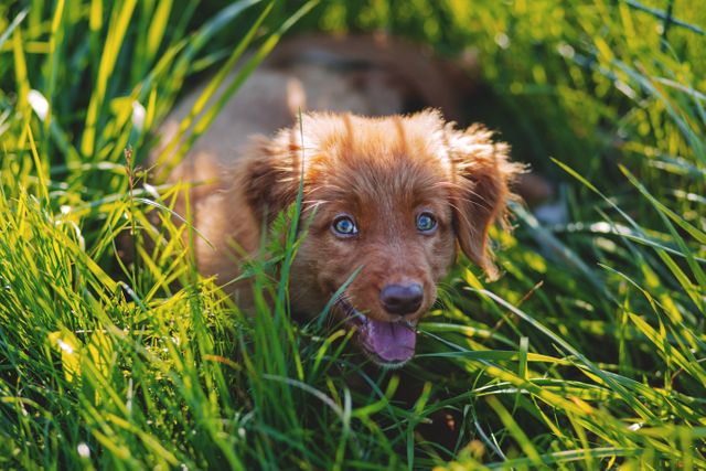 Brown Short Haired Puppy Lying on Green Grass Field during Daytime - Download Free Stock Photos Pikwizard.com