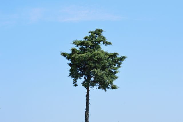 Tree Landscape Pine - Download Free Stock Photos Pikwizard.com