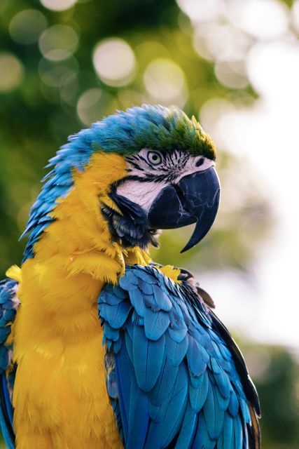 Parrot bird animal rainforest - Download Free Stock Photos Pikwizard.com