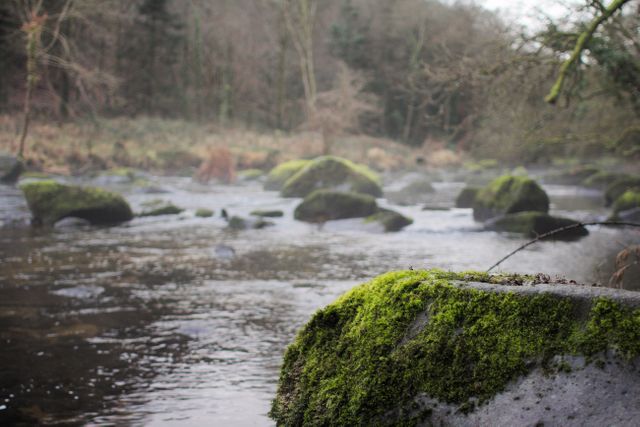 a river with moss on it - Download Free Stock Photos Pikwizard.com