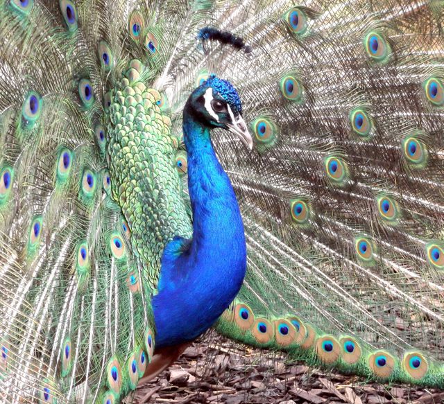 Blue Peacock - Download Free Stock Photos Pikwizard.com