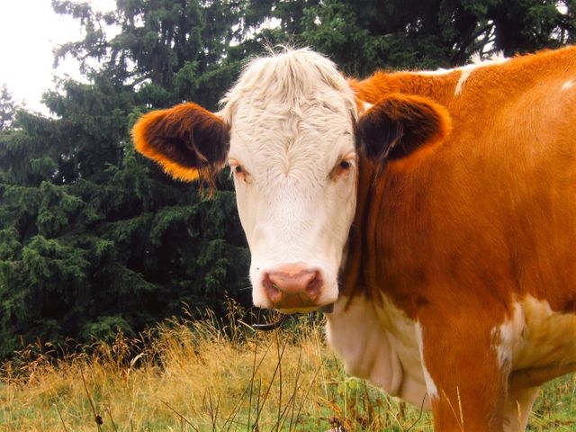 Cute Cow Stock Photos, Images and Backgrounds for Free Download