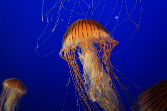 Ocean jellyfish tranquil aquarium - Download Free Stock Photos Pikwizard.com