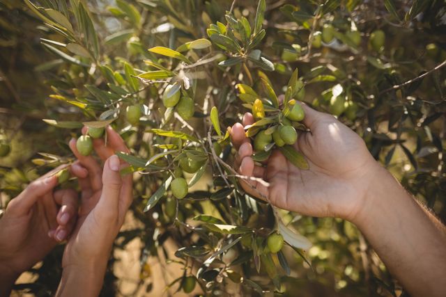 Hands of couple holding olive tree at farm - Download Free Stock Photos Pikwizard.com