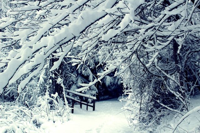 Branches cold season snow - Download Free Stock Photos Pikwizard.com