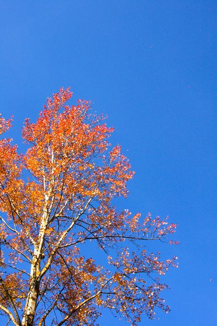 Tree Sky Season - Download Free Stock Photos Pikwizard.com