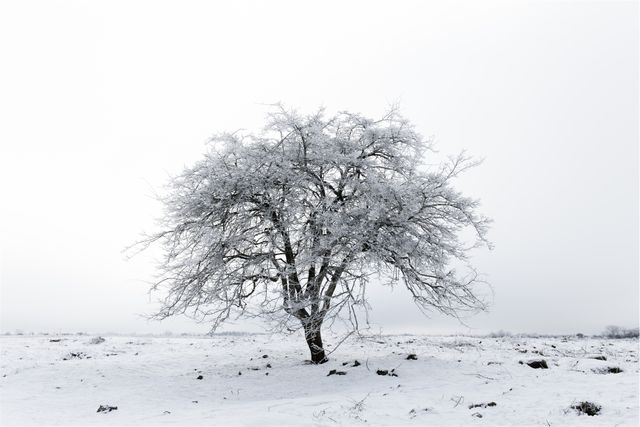 Tree winter snow- Download Free Stock Photos Pikwizard.com