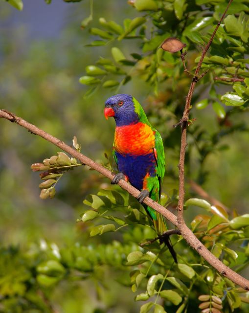 Blue Orange and Green Parrot Resting on Brown Branch - Download Free Stock Photos Pikwizard.com