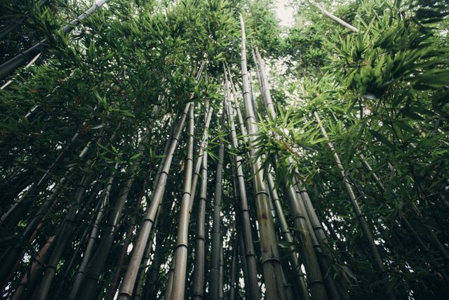 Bamboo Plant Palm - Download Free Stock Photos Pikwizard.com