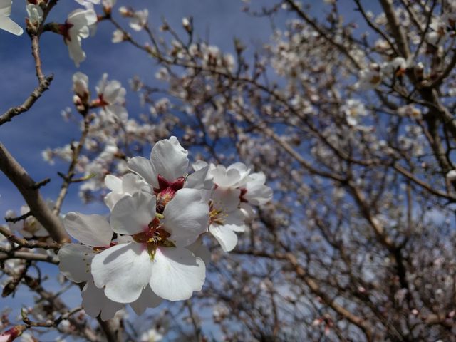 Almond Tree Blossom - Download Free Stock Photos Pikwizard.com