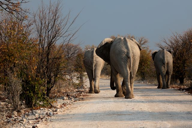 Botswana drought elephant road - Download Free Stock Photos Pikwizard.com