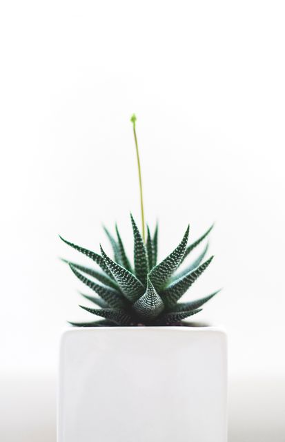 Green Cactus on White Ceramic Pot - Download Free Stock Photos Pikwizard.com