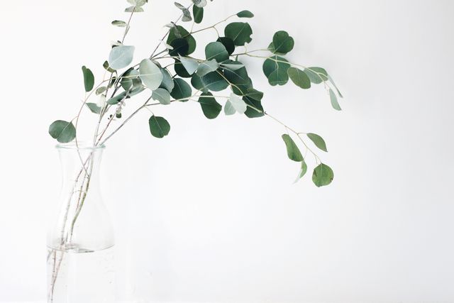Green Leafed Plant With White Background - Download Free Stock Photos Pikwizard.com