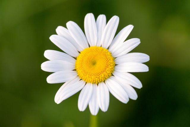 Daisy Flower Blossom - Download Free Stock Photos Pikwizard.com